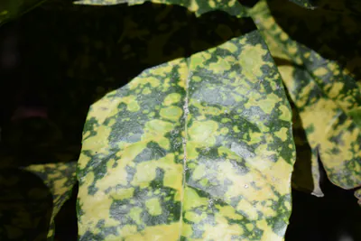 Что делать при грибковых заболеваниях растений