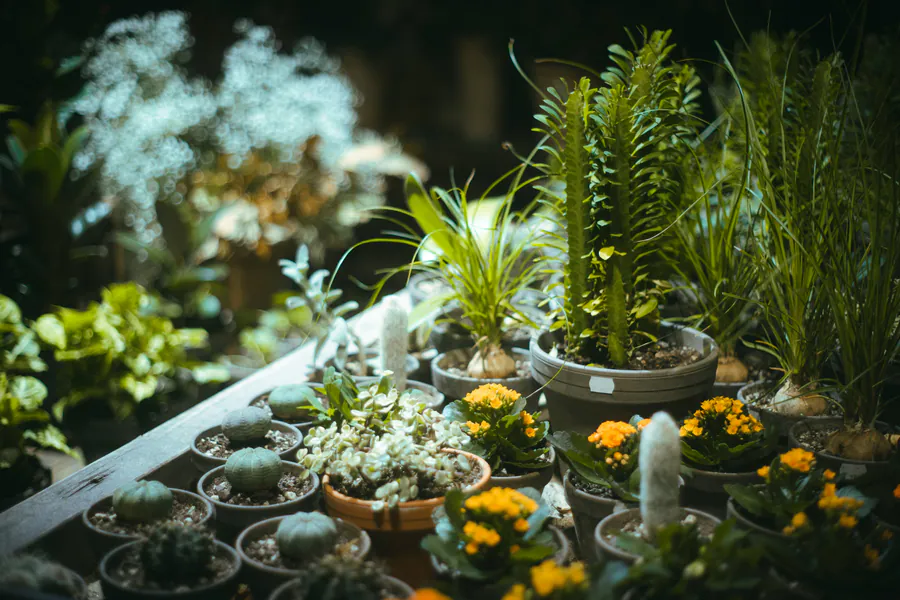 Интеграция редких растений в уже существующий сад: практические рекомендации