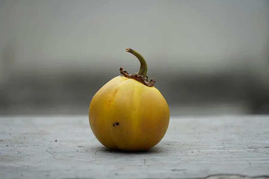 Почему плоды трескаются во время роста